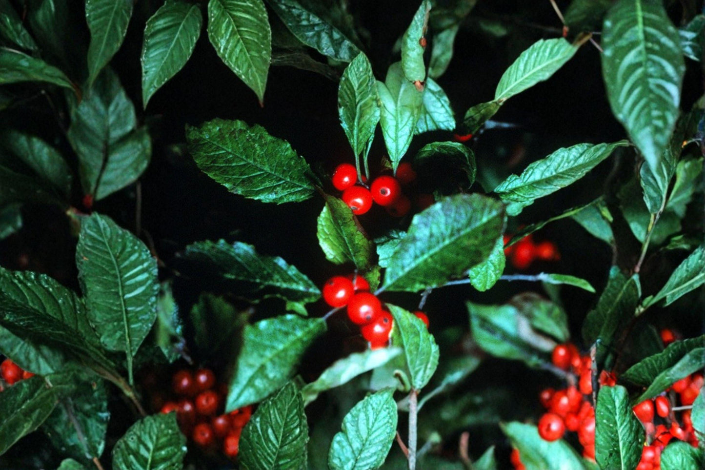 25 Winterberry Holly Seeds – Ilex verticillata – Native Red Berry Shrub – Wildlife Garden