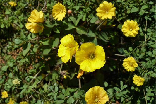 10 Chilean Yellow Clover Seeds – Oxalis valdiviensis – Yellow Sorrel Plant