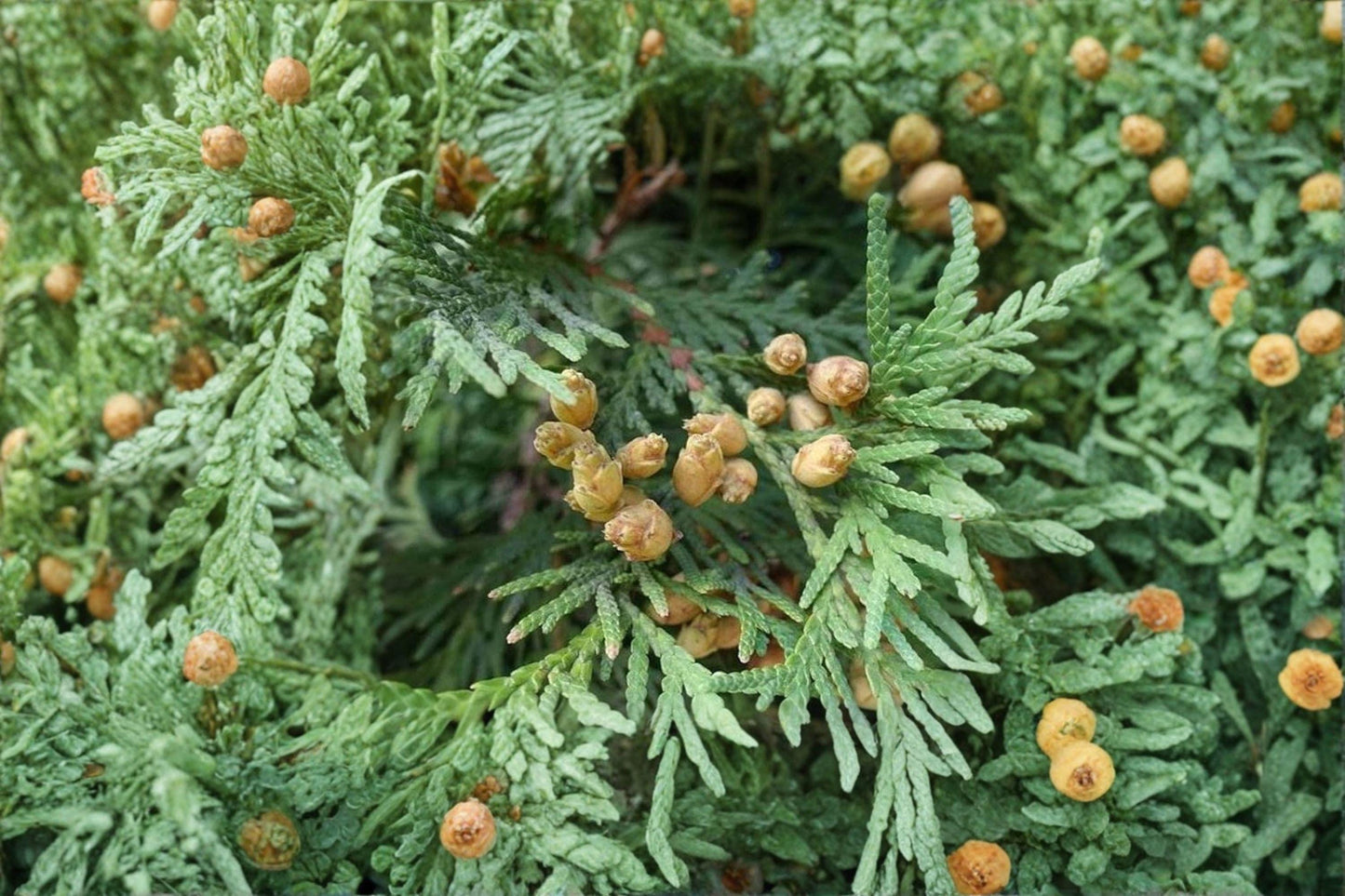 50 Eastern Arborvitae Seeds – Thuja occidentalis – Northern White Cedar – Evergreen Tree