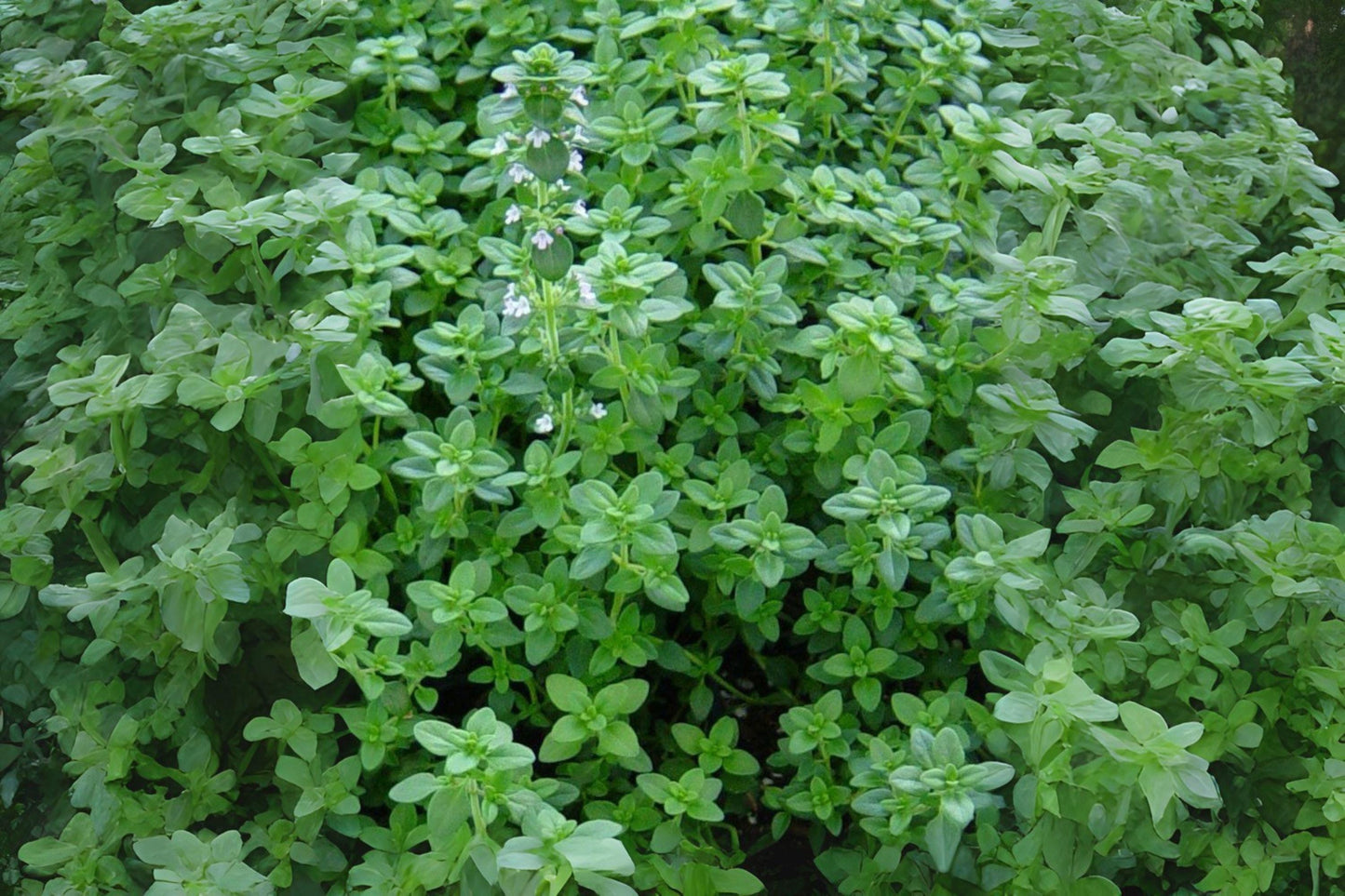 Heirloom Thyme Seeds: Fragrant Culinary Herb, Pollinator Garden