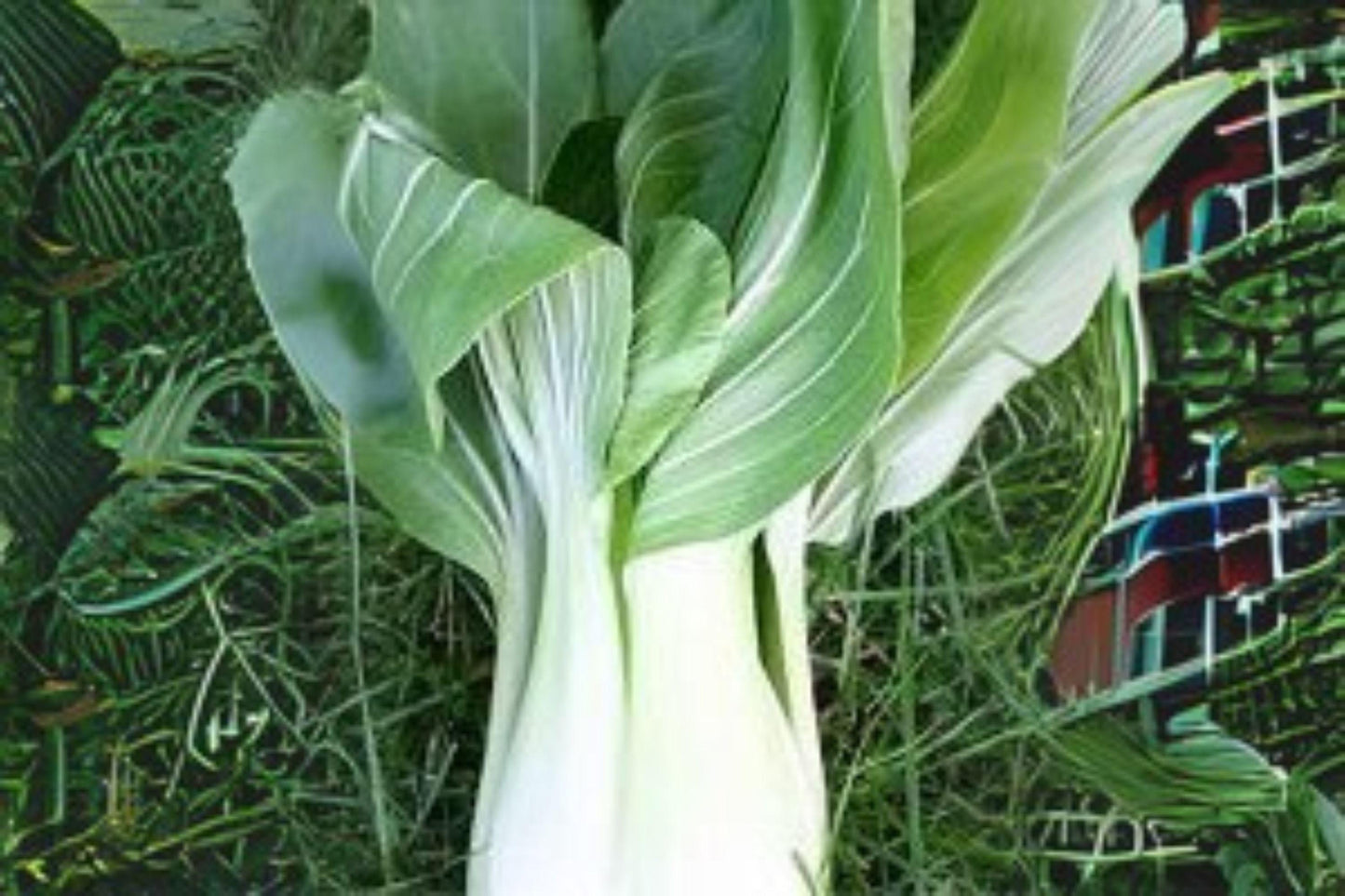 350 Bok Choi Taisai Seeds – Asian Heirloom Vegetable, Fast Growing