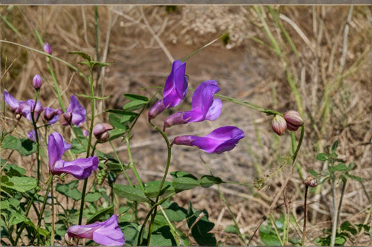 25 American Vetch Seeds – Vicia americana – Native Legume – Pollinator Plant – Nitrogen Fixer