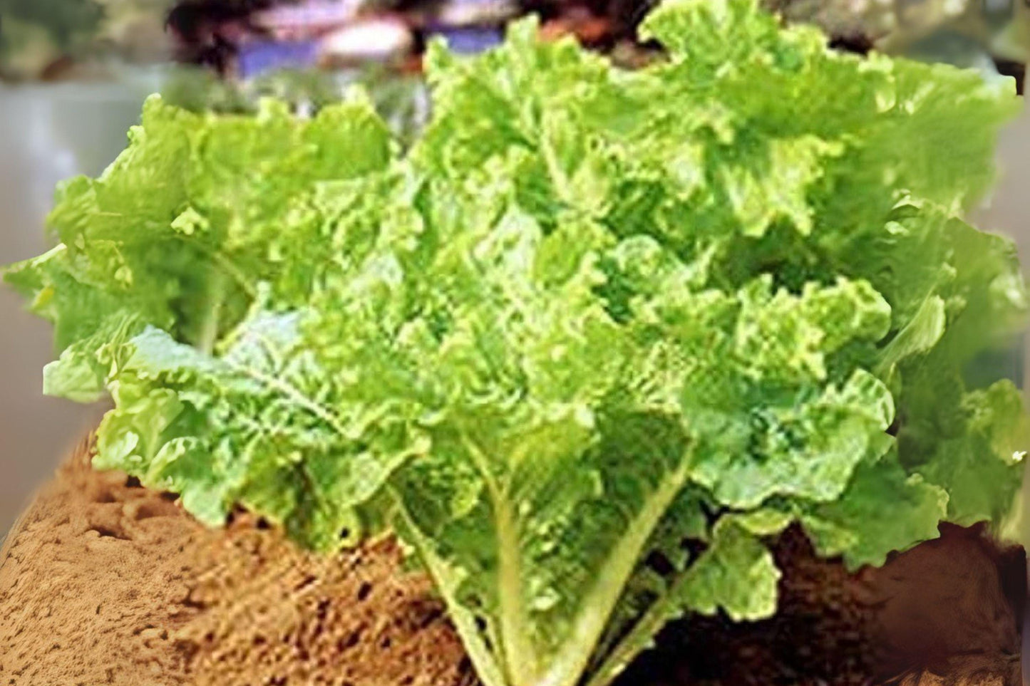 Frilly Leaf Pak Choi Seeds: Fun Jen Hybrid, Asian Green