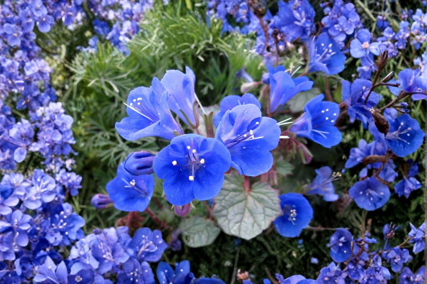 100 California Bluebells Seeds – Phacelia campanularia – Desert Wildflower – Pollinator Plant