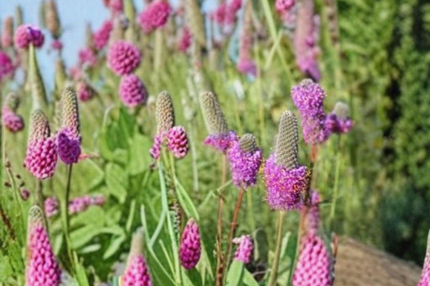 100 Purple Prairie Clover Seeds – Dalea purpurea – Native Legume – Pollinator Plant – Prairie Wildflower