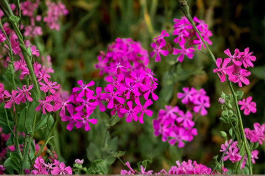 100 None So Pretty Catchfly Seeds – Silene armeria – Pink Annual Wildflower – Cottage Garden