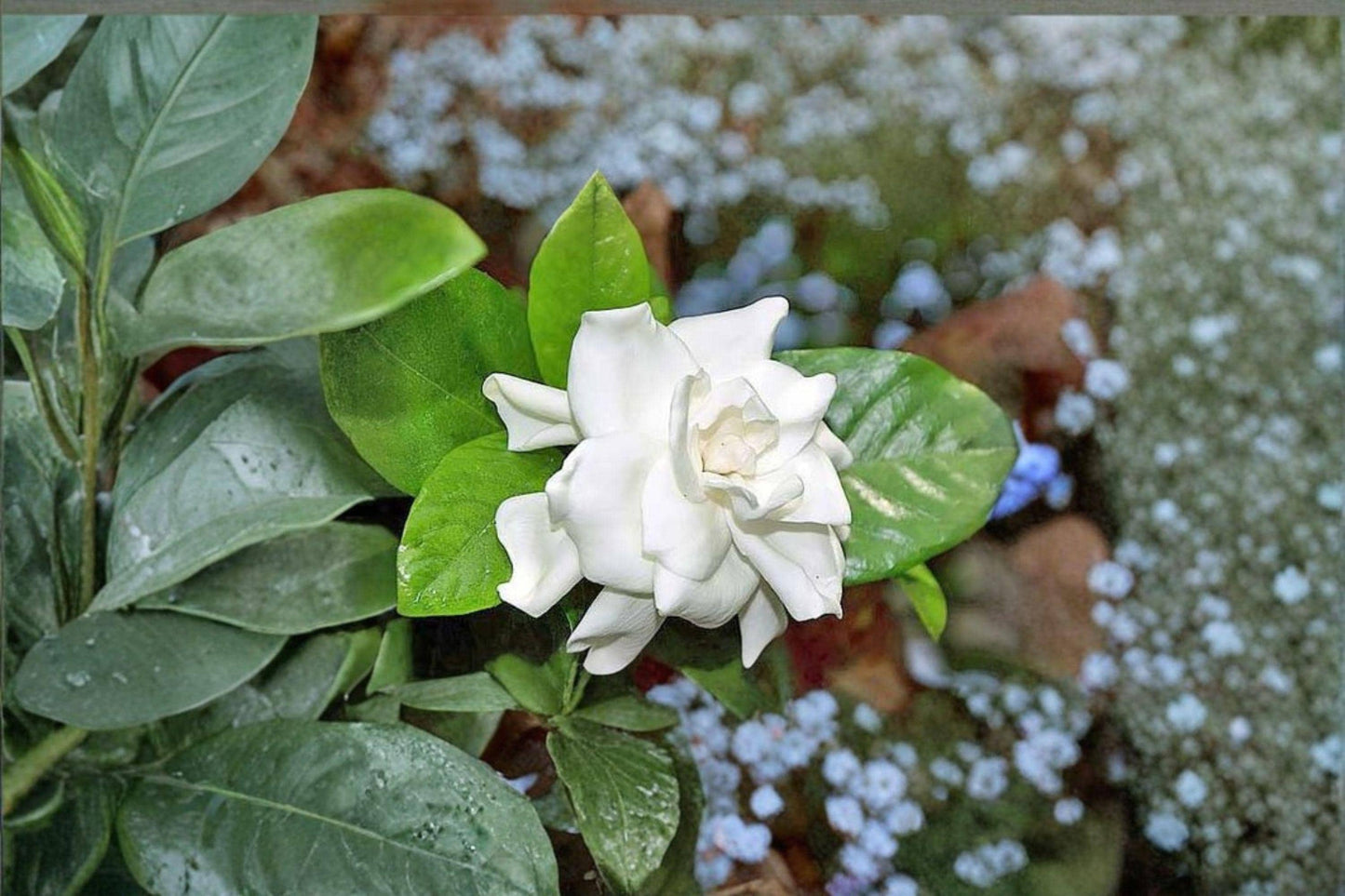 20 Gardenia Seeds – Gardenia jasminoides – Cape Jasmine – Fragrant White Flower Plant