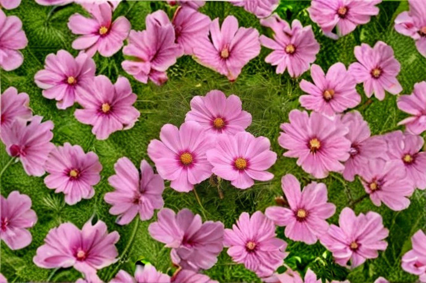 Cosmos Gloria Seeds: Vibrant Pink Garden Blooms (100 Seeds)