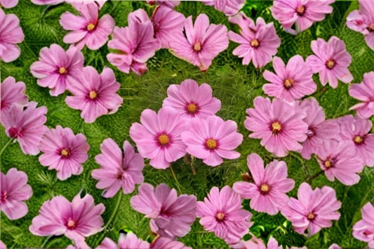 Cosmos Gloria Seeds: Vibrant Pink Garden Blooms (100 Seeds)
