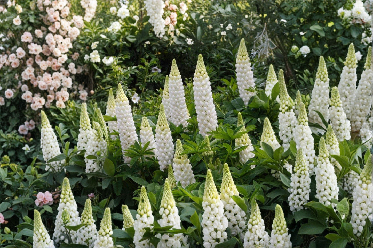 White Lupine Seeds: Perennial Lupinus polyphyllus for Pollinator Gardens