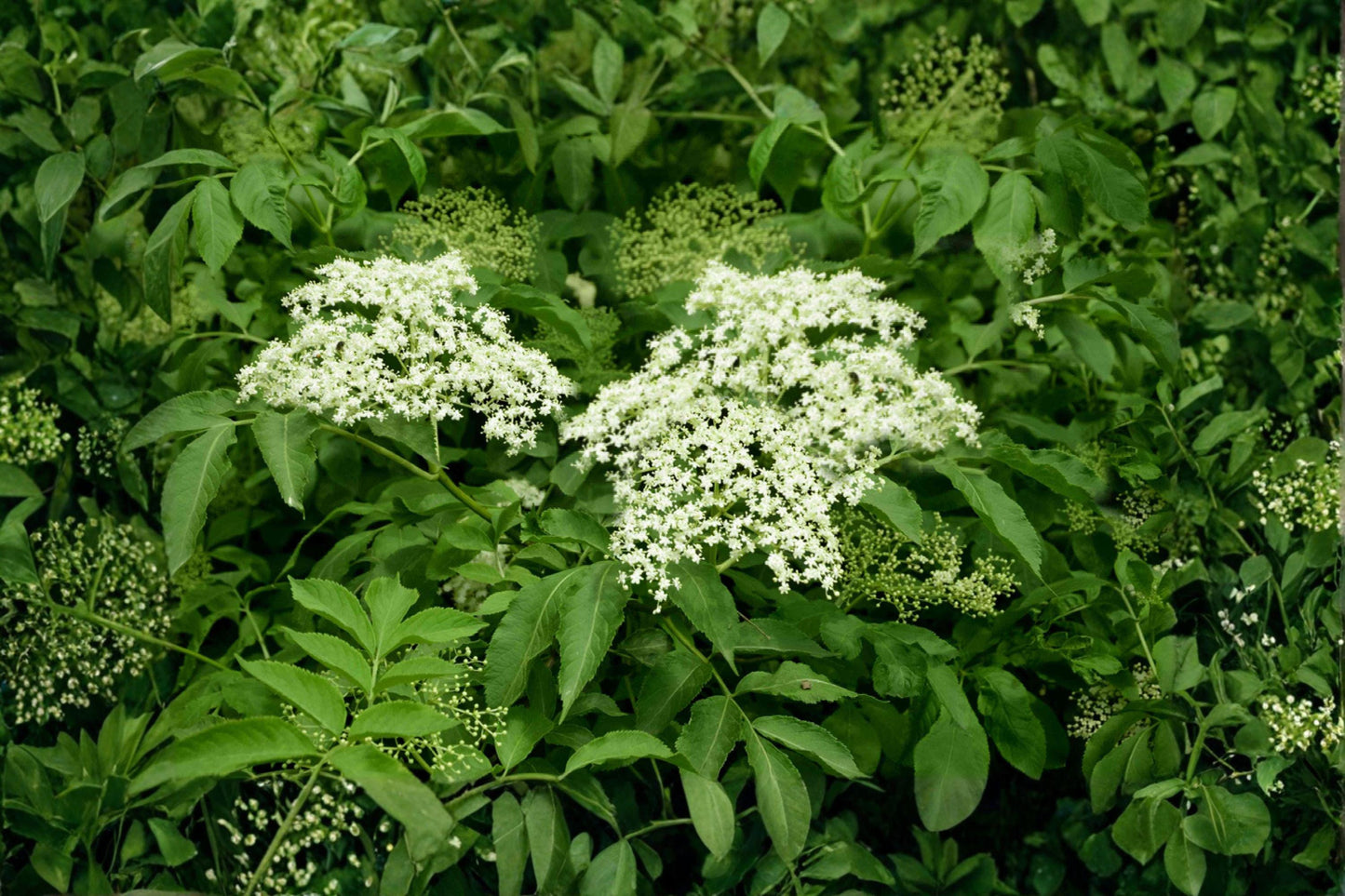 100 American Black Elderberry Seeds – Sambucus canadensis, Native Shrub