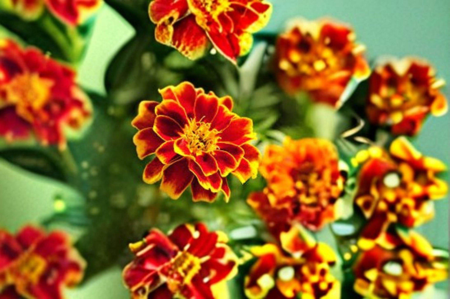 500 mg Sparky Mixture Marigold Seeds – Bright Annual Blooms for Pollinator & Cottage Gardens