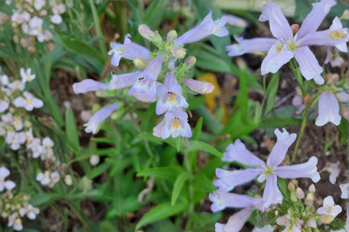 100 Slender Beardtongue Seeds – Penstemon gracilis – Native Prairie Wildflower
