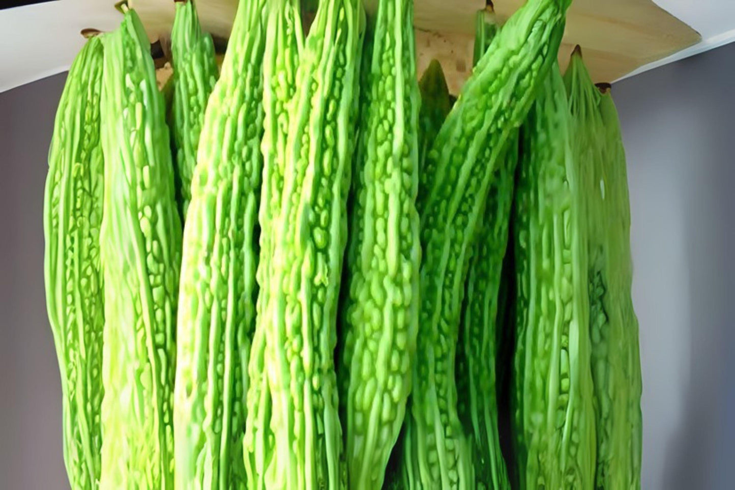 5 Bitter Melon Dark Jade Hybrid Seeds - Asian Gourd for Home Gardens