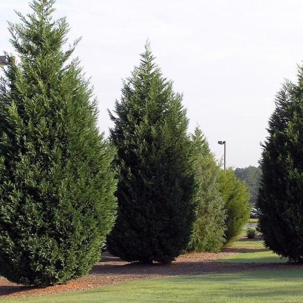 15 Leyland Cypress Cuttings (Cupressocyparis leylandii) 6-7" Unrooted Branches – Fast Privacy Hedge Tree, Evergreen Screen