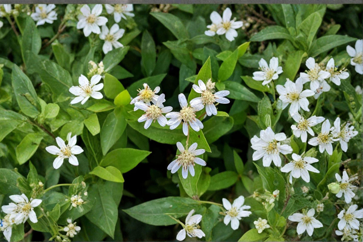 100 Shorts Aster Seeds – Symphyotrichum shortii – Native Pollinator Flower