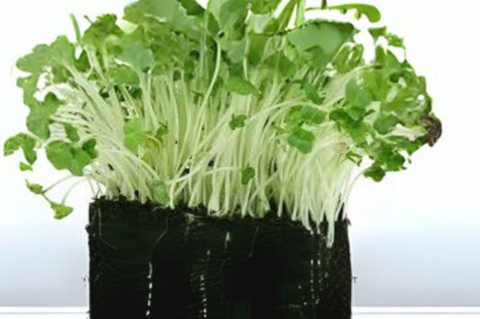 800 Garden Cress Seeds – Curled Pepper Cress, Fast-Growing Heirloom Greens, Fresh Microgreens & Salad Garnish