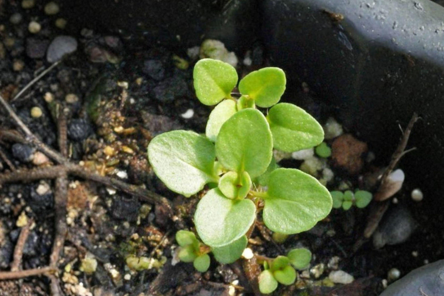 100 Wild Thyme Seeds – Thymus pulegioides – Broad Leaf Thyme – Perennial Herb – Groundcover