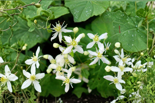 50 Virgins Bower Seeds – Clematis virginiana – Native Flowering Vine – Pollinator Plant