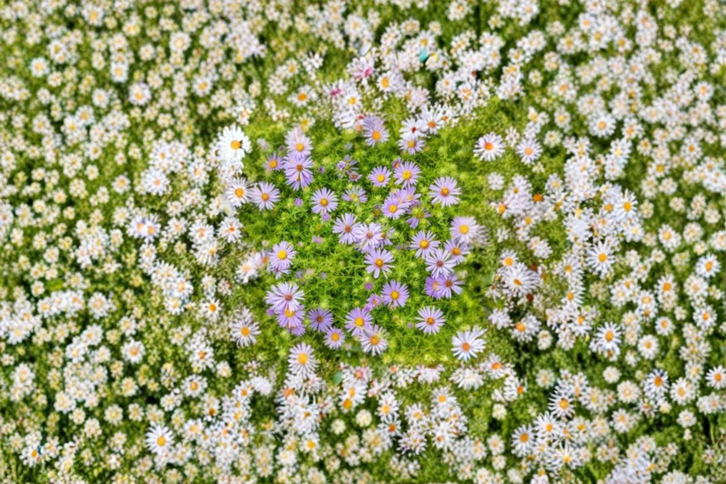 100 Aromatic Aster Seeds – Symphyotrichum oblongifolium – Native Wildflower – Fall Pollinator Plant