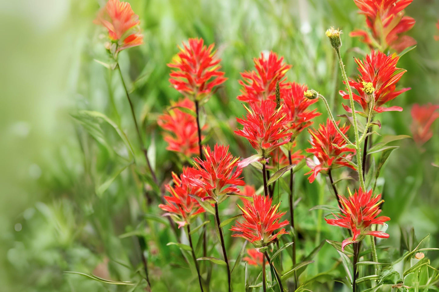 50 Seeds Castilleja angustifolia v. dubia – Northwestern Indian Paintbrush Native Wildflower for Pollinator Gardens