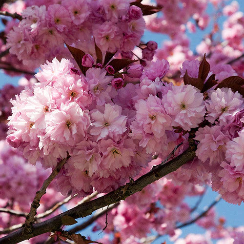 10 Kwanzan Cherry Blossom Tree Cuttings | Prunus serrulata | Japanese Sakura | 8–10” Unrooted Hardwood Cuttings | Pink Flowering Tree