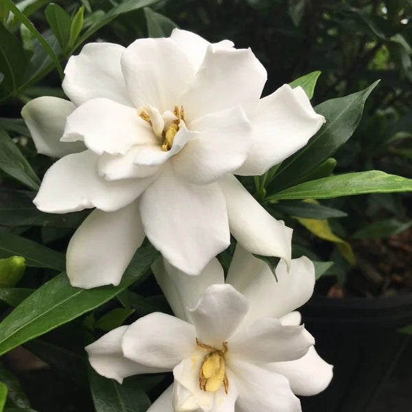 Frostproof Gardenia – Live Mature Plant in 1 Gallon Pot, Cold Hardy, Fragrant White Blooms, Evergreen Shrub, Easy Care