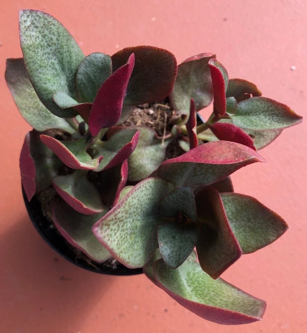 Crassula Multicava Starter Plant – 'Bleeding Heart' – 1 Live Plant – Succulent with Glossy Oval Leaves