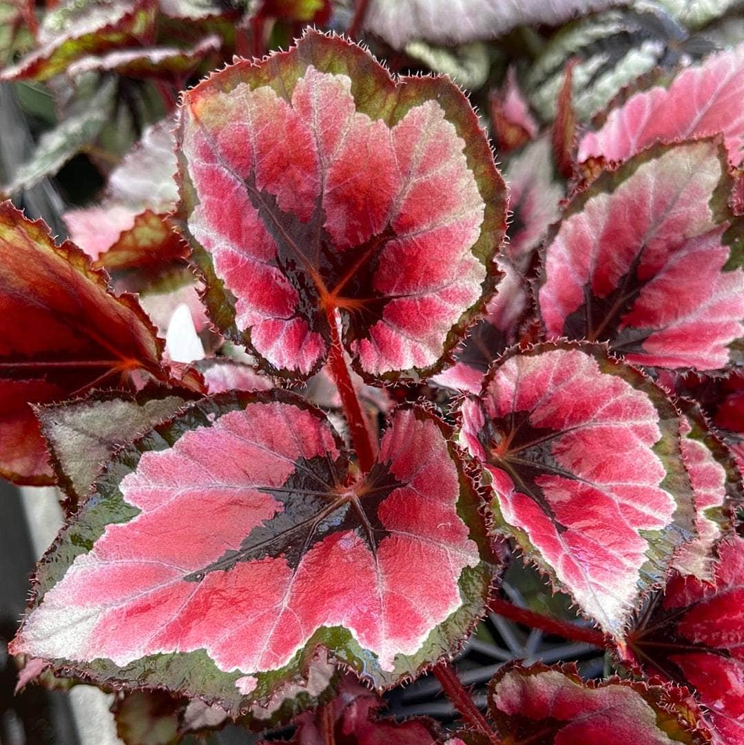 Begonia Red Robin Live Plant 4–6” Tall - Bareroot Begonia - Deep Red Variegated Foliage Houseplant - Rare Tropical Indoor Plant