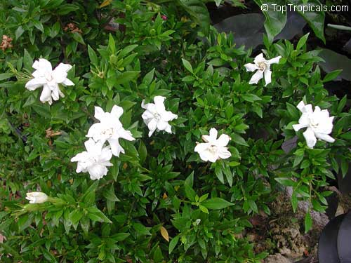 Dwarf Gardenia Radicans 1 Live Plant – Gardenia jasminoides ‘Radicans’ – Quart Pot
