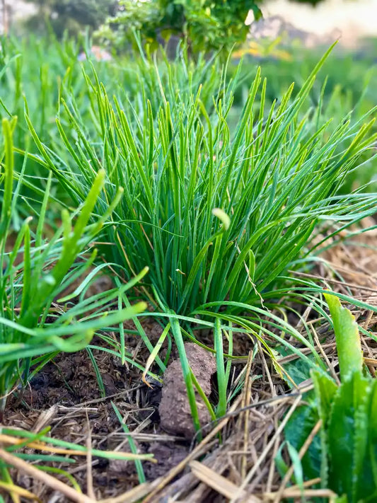 55 Garlic Chives Live Plants | Bare Root Organic Leek Stalks | Non-GMO Perennial Herb | Edible Allium for Garden or Kitchen