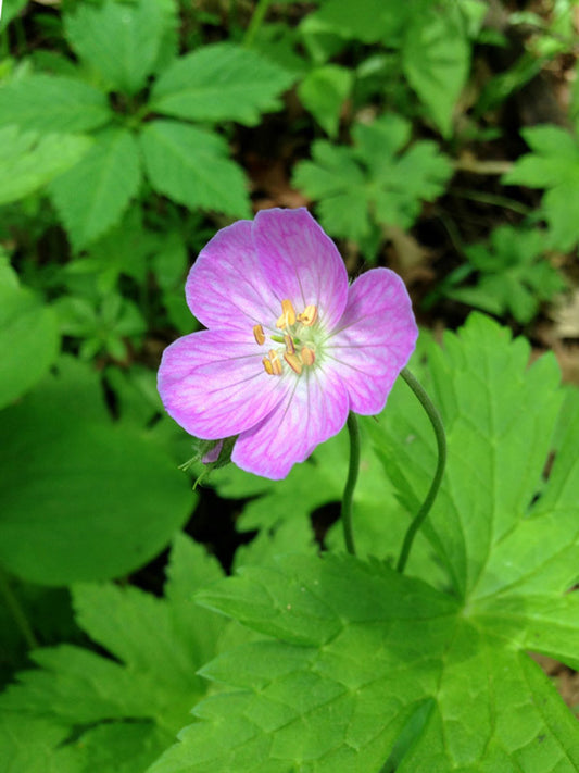 10 Wild Geranium Bulbs (Geranium canadense) – Live Native Perennial Roots | Wildflower | Pollinator Plant | Shade Garden Blooms