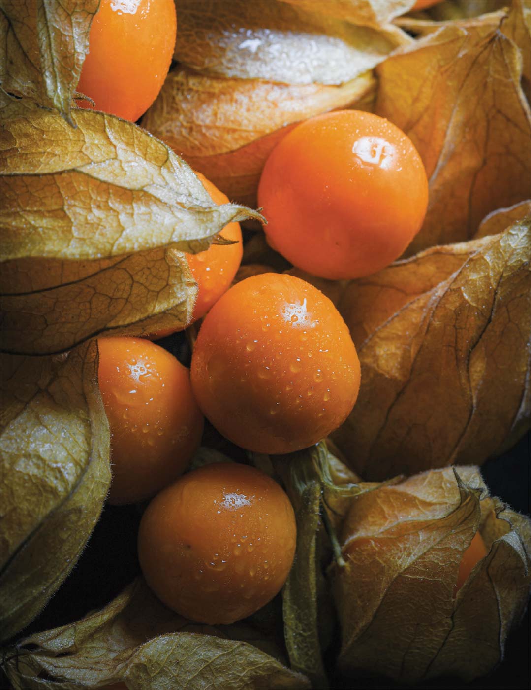 6 Fresh Golden Berry 'V Pineapple' Cuttings | Unrooted Physalis Peruviana Fruit Plant | Cape Gooseberry, Inca Berry, Organic