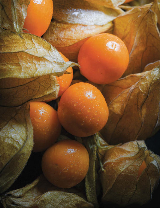 6 Fresh Golden Berry 'V Pineapple' Cuttings | Unrooted Physalis Peruviana Fruit Plant | Cape Gooseberry, Inca Berry, Organic