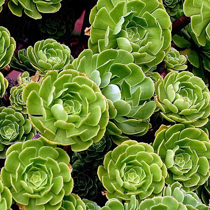 1 Fresh Green Aeonium Cutting – Unrooted Succulent Stem for Propagation – Indoor/Outdoor Plant – Tree Aeonium Variety