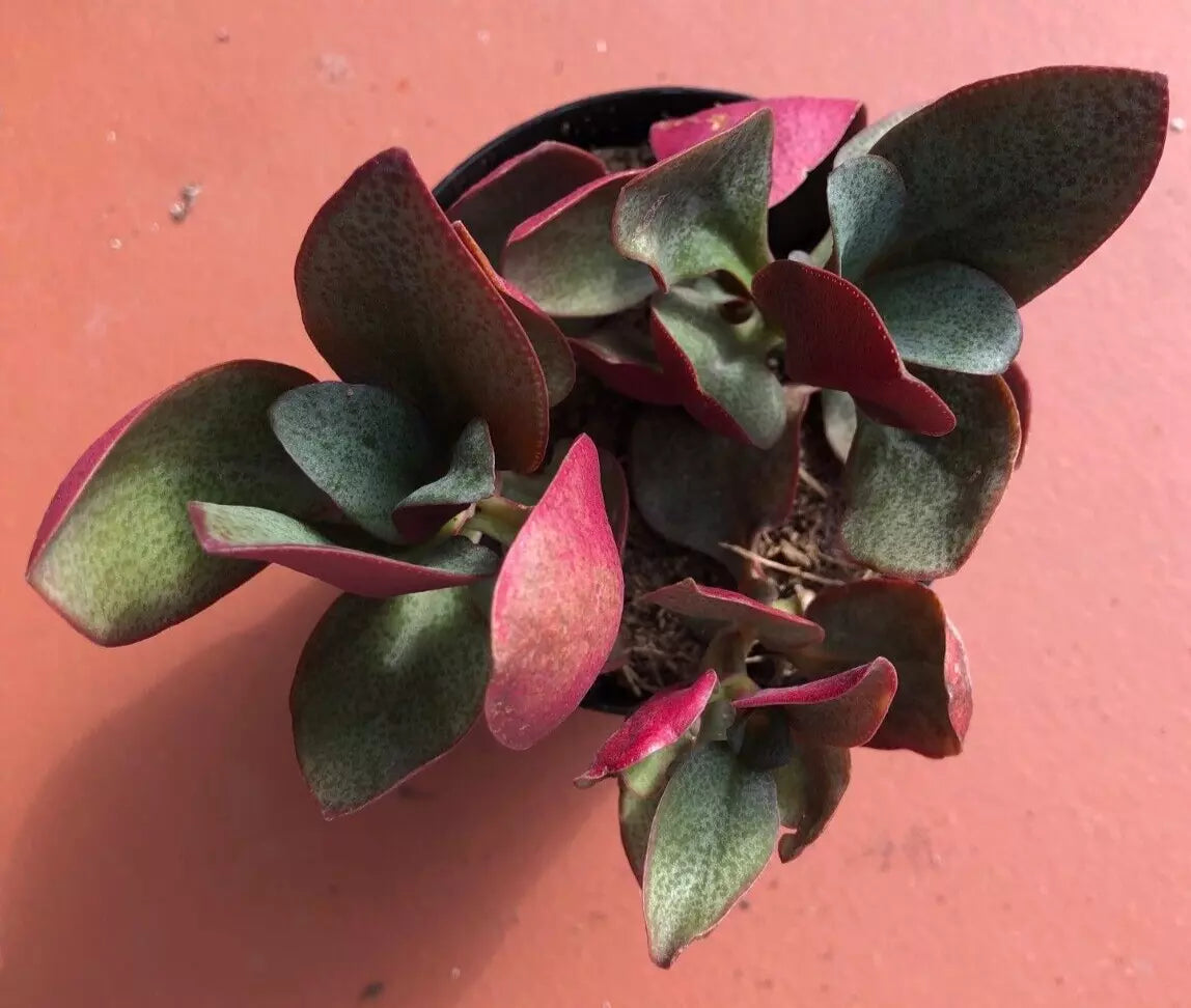 Crassula Multicava Starter Plant – 'Bleeding Heart' – 1 Live Plant – Succulent with Glossy Oval Leaves