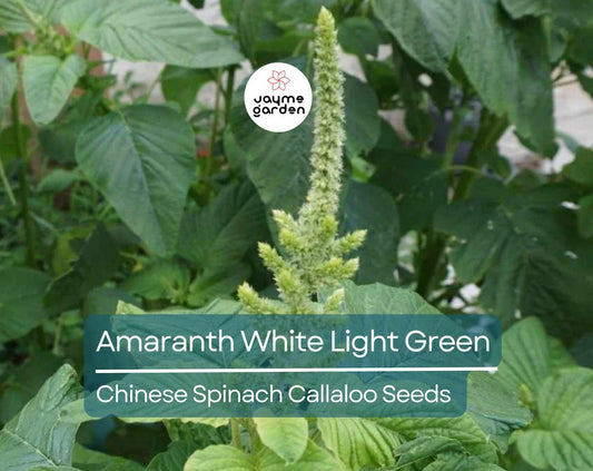 500 Seeds Edible Amaranth White