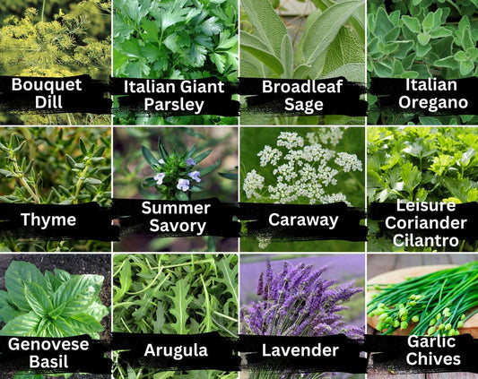 12 Herb Seeds Variety - Heirloom