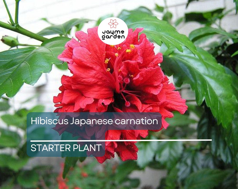 Japanese Carnation Starter Plant