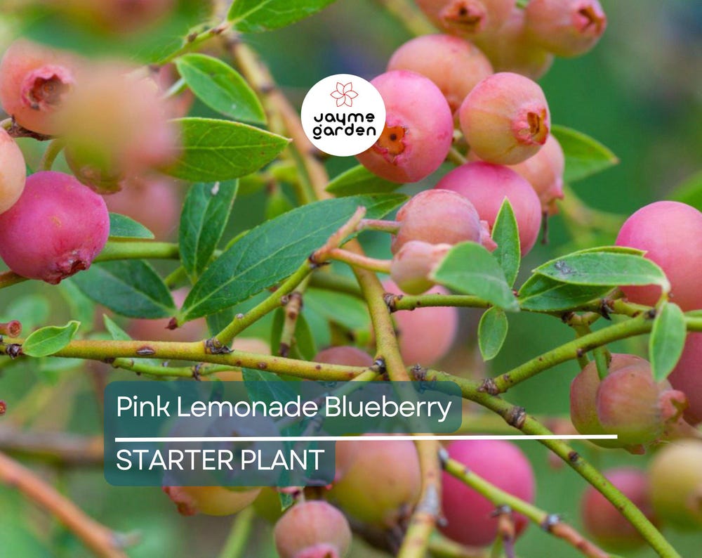 Pink Lemonade Blueberry Bush Seedling