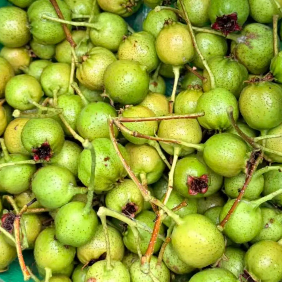 Green Hawthorn Tree, Grafted Hawthorn Sapling, Bare Root Fruit Tree, Tart Crisp Berry Plant, Rare Orchard Tree