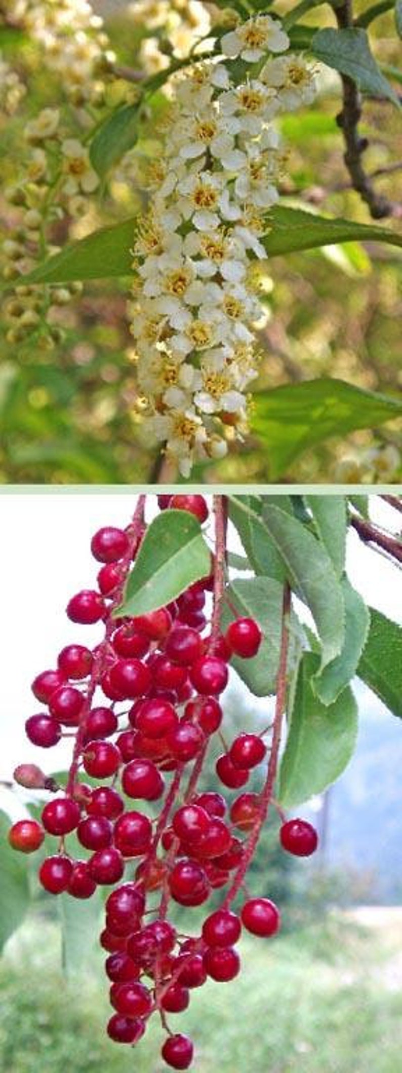 Choke Cherry Tree - 2 Ft Plant - Prunus virginiana - Fragrant White Flowers, Edible Red to Purple Fruit, Wildlife Friendly