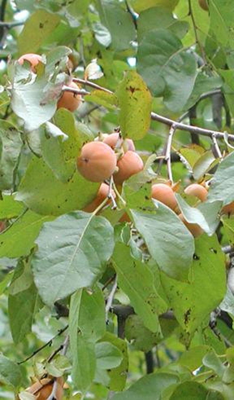 American Persimmon Tree 1-2' Diospyros virginiana - Exquisite Flavor, Fruit of the Gods - Not for CA Shipping