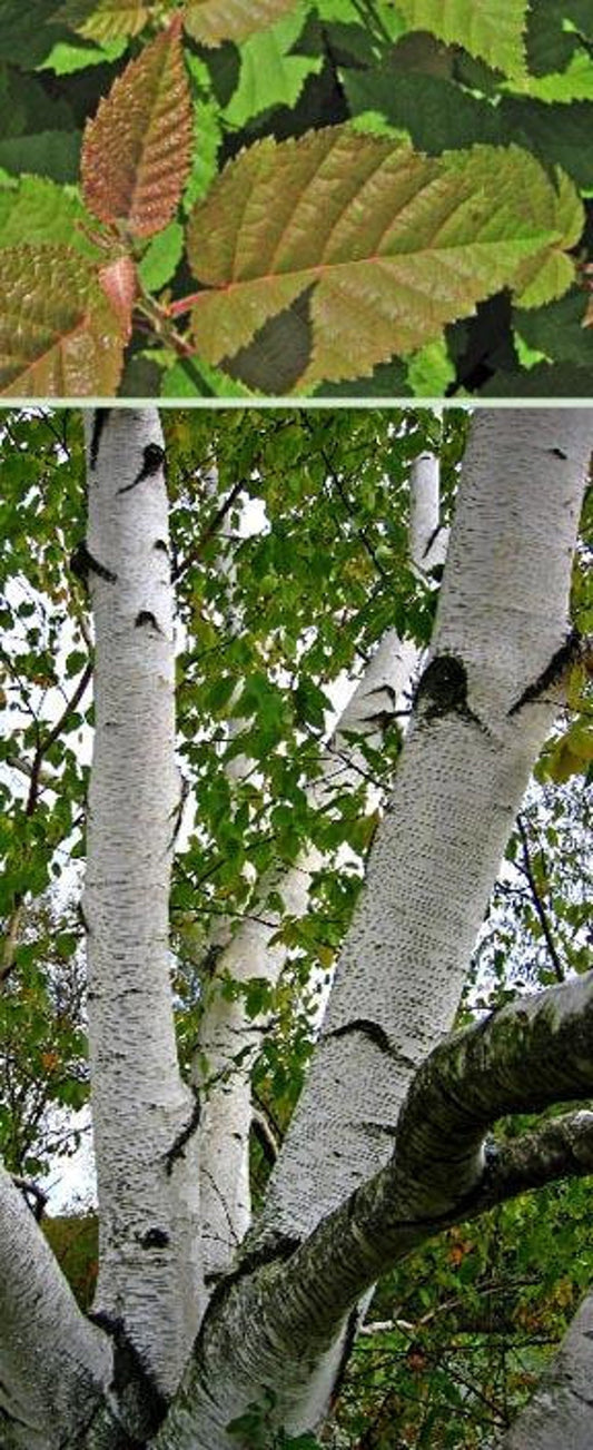 Canoe Birch Tree 2-3 Feet Betula papyrifera Smooth White Bark Ornamental Native Tree