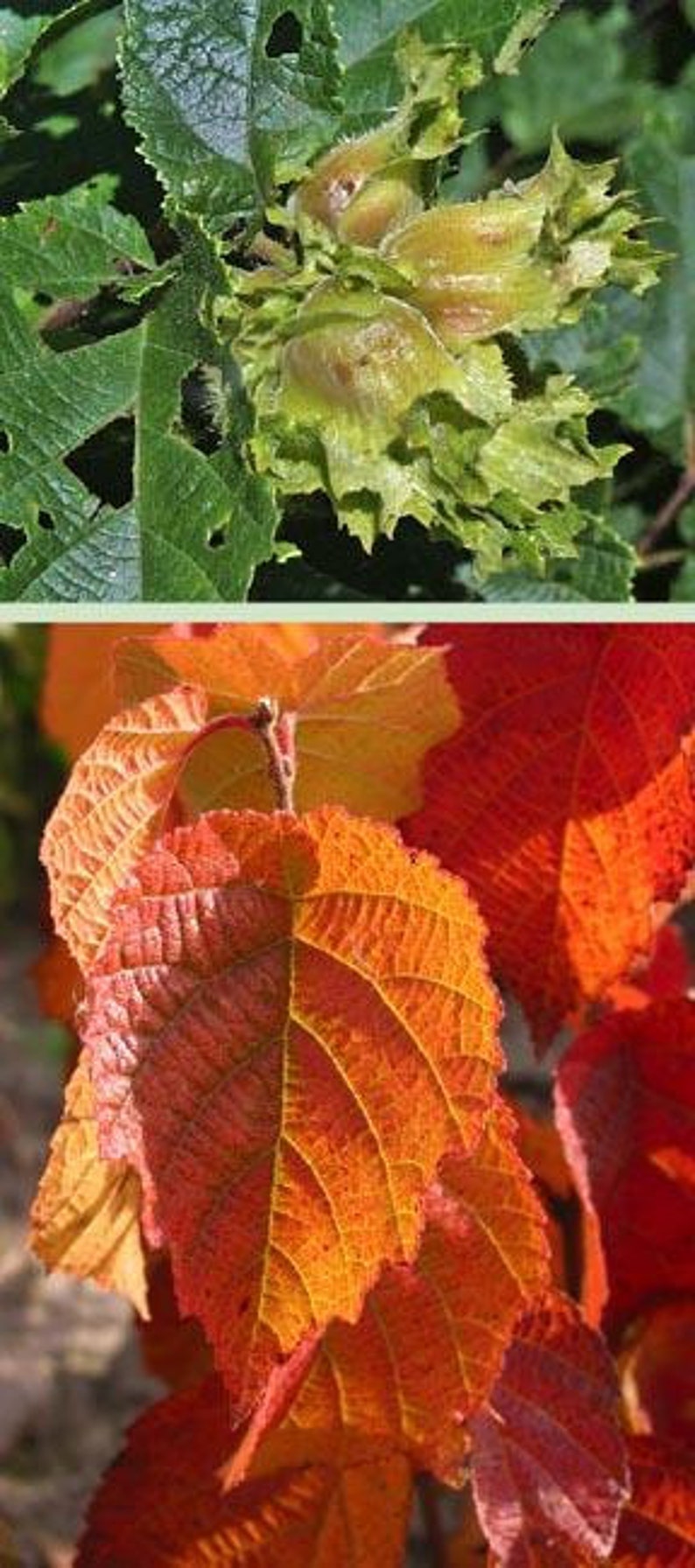 American Hazelnut Tree - 2 Ft, Edible Nuts, Corylus americana, Easy to Grow, Perfect for Wildlife, Immediate Shipping Available