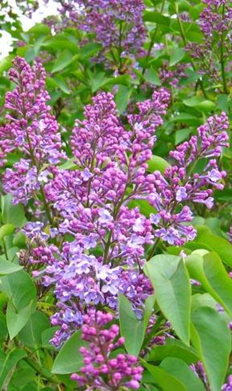 Old Fashioned Purple Lilac Bush, 2 Foot, Syringa vulgaris, Fragrant Light to Deep Purple Flowers, Hardy Shrub for Garden