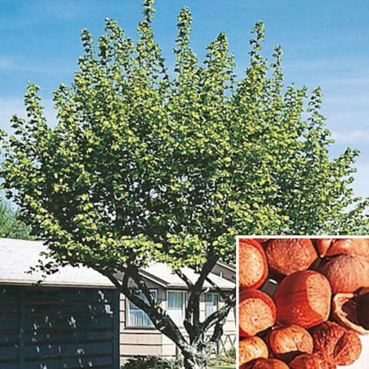American Hazelnut Trees - 2 Pack in 4" Containers, Corylus Americana, Nut Tree for Wildlife & Hedges, Zones 4-9