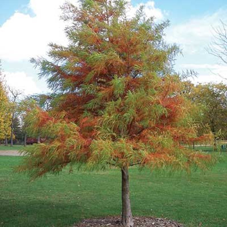 Bald Cypress Tree 2-3' Deciduous Conifer Taxodium distichum | Adaptable to Wet or Dry Conditions | Unique Fall Color