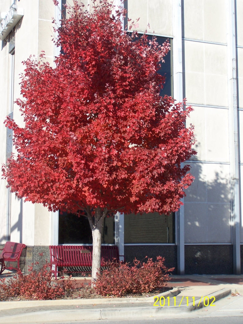 2 Red Maple Trees 4" Container Acer Rubrum Vibrant Fall Color Medium to Fast Growth