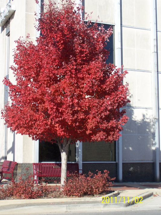 2 Red Maple Trees 4" Container Acer Rubrum Vibrant Fall Color Medium to Fast Growth